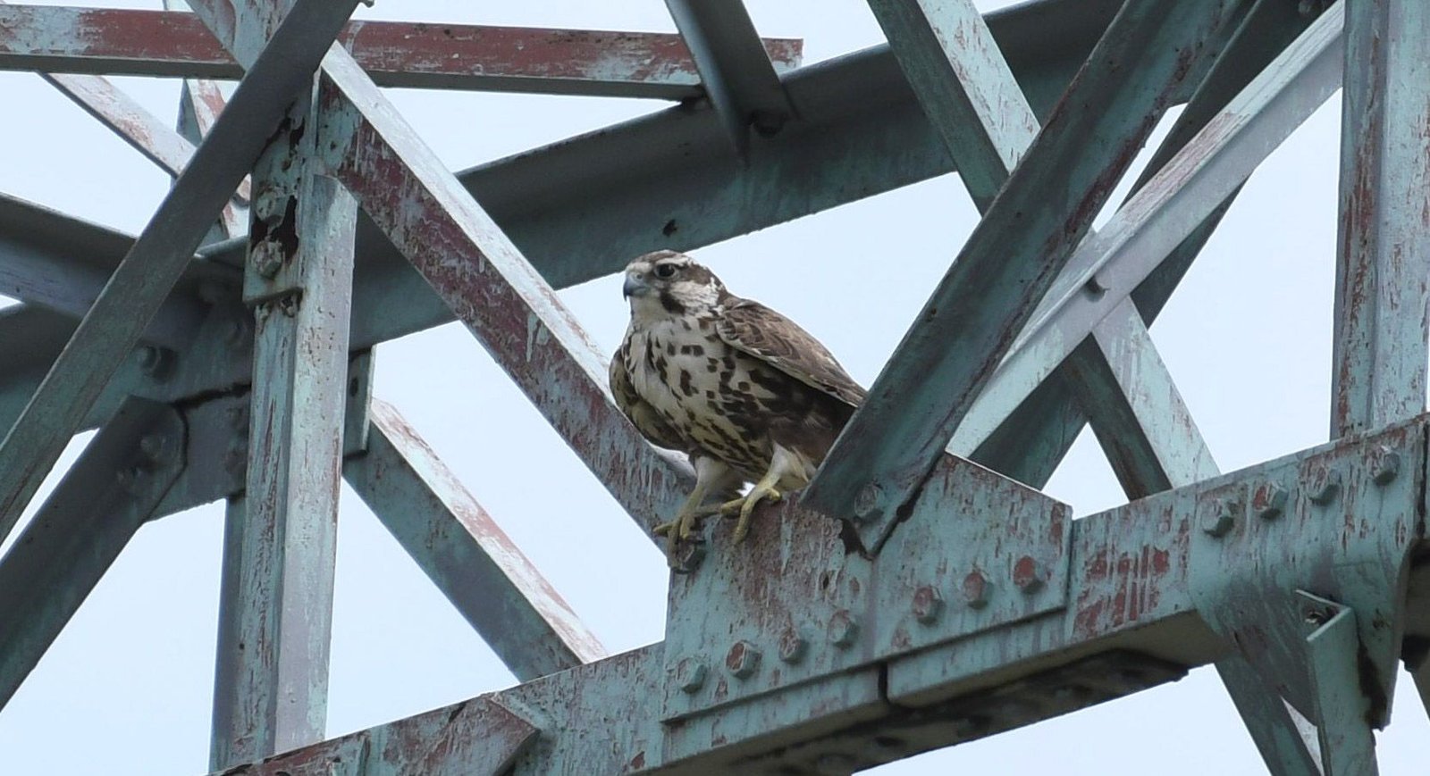 Saker falcon (Falco cherrug)