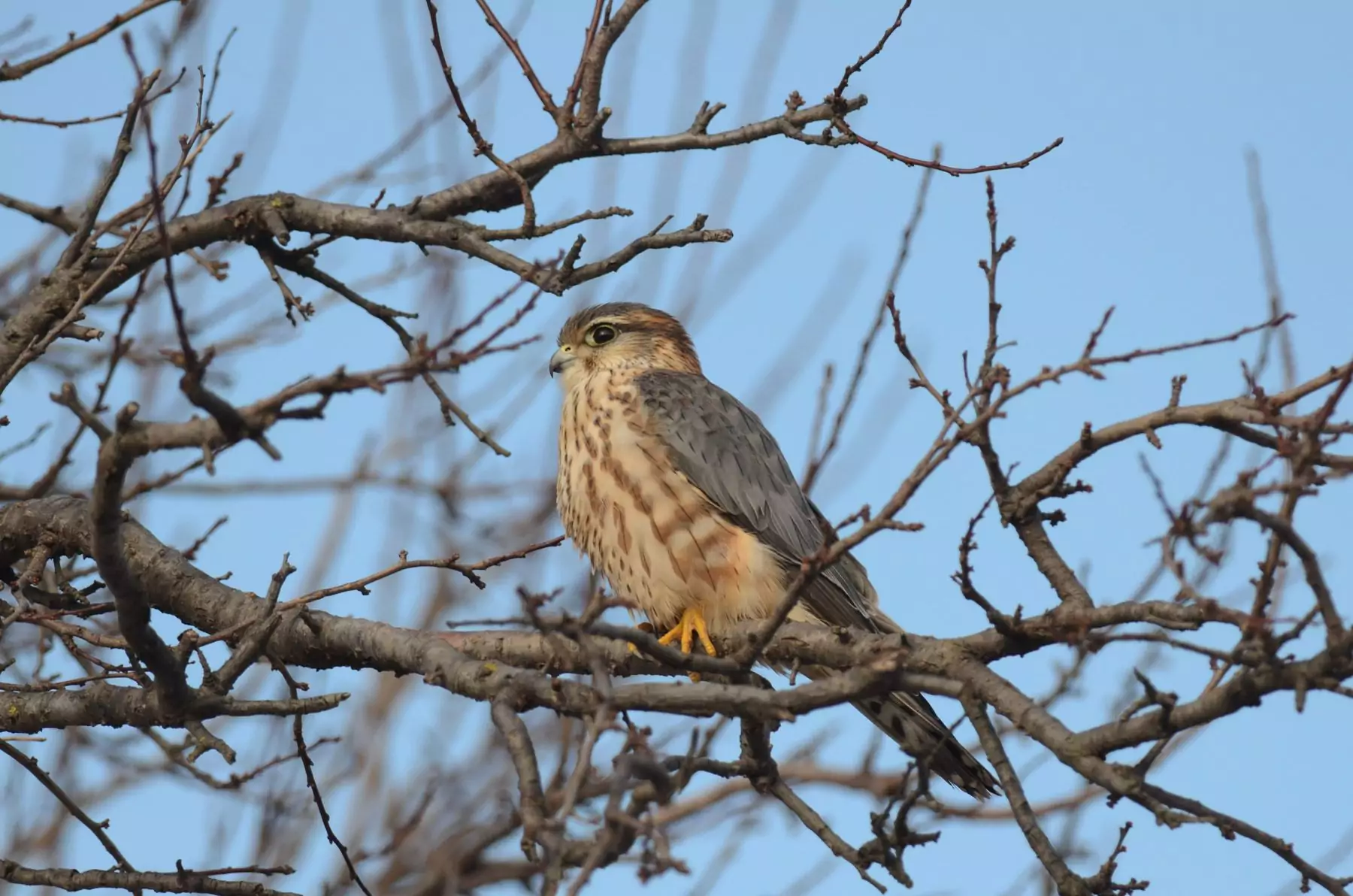 falco columbarius