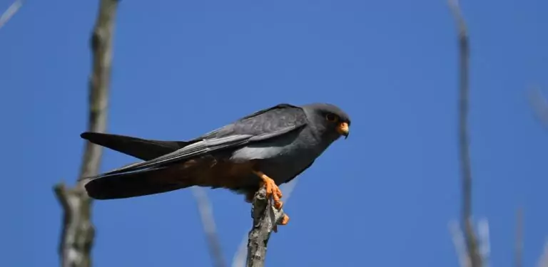 falco vespertinus