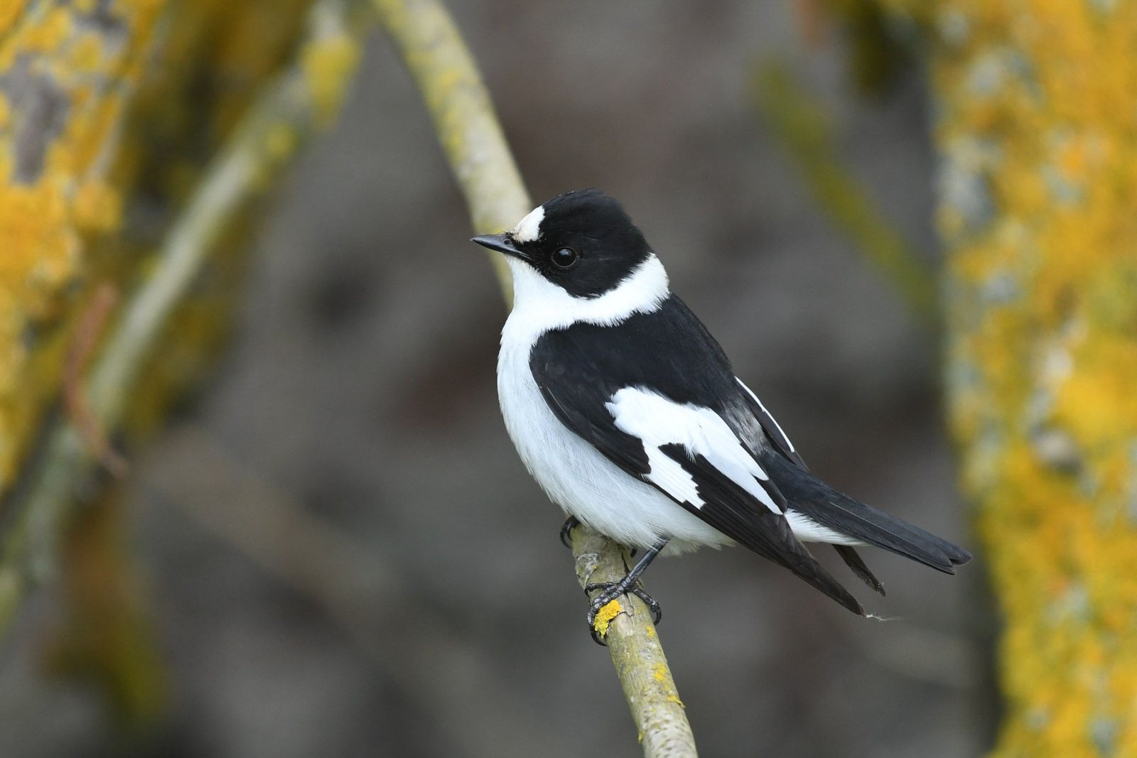 Collared Flycatcher (Ficedula albicollis)