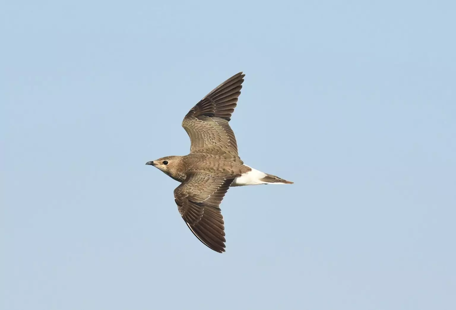 glareola nordmanii