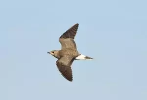 glareola nordmanii
