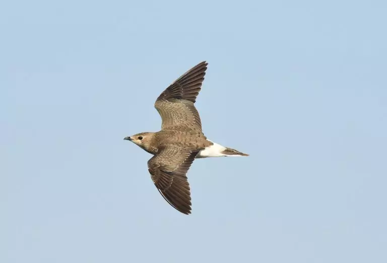 glareola nordmanii