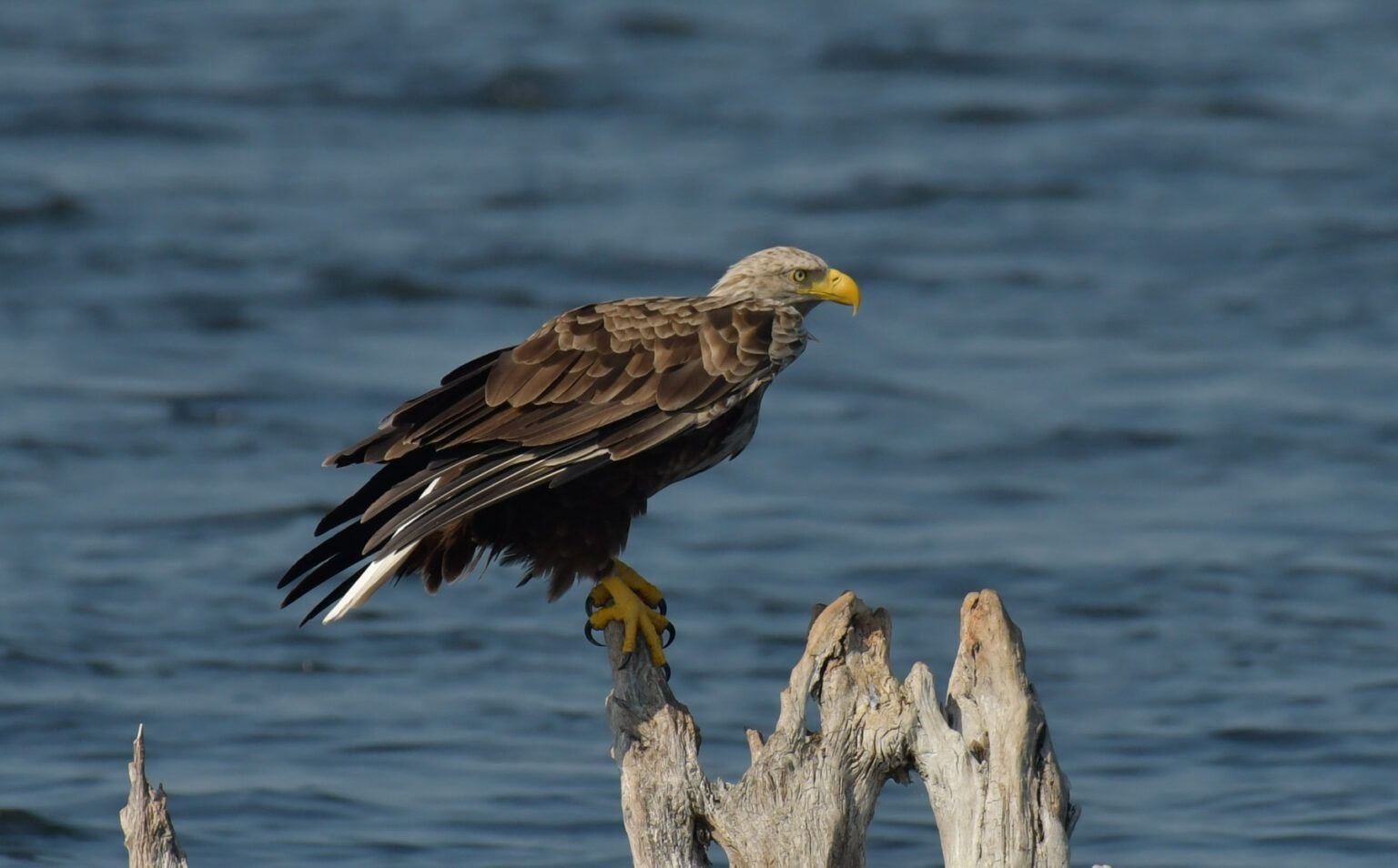 haliaeetus albicilla