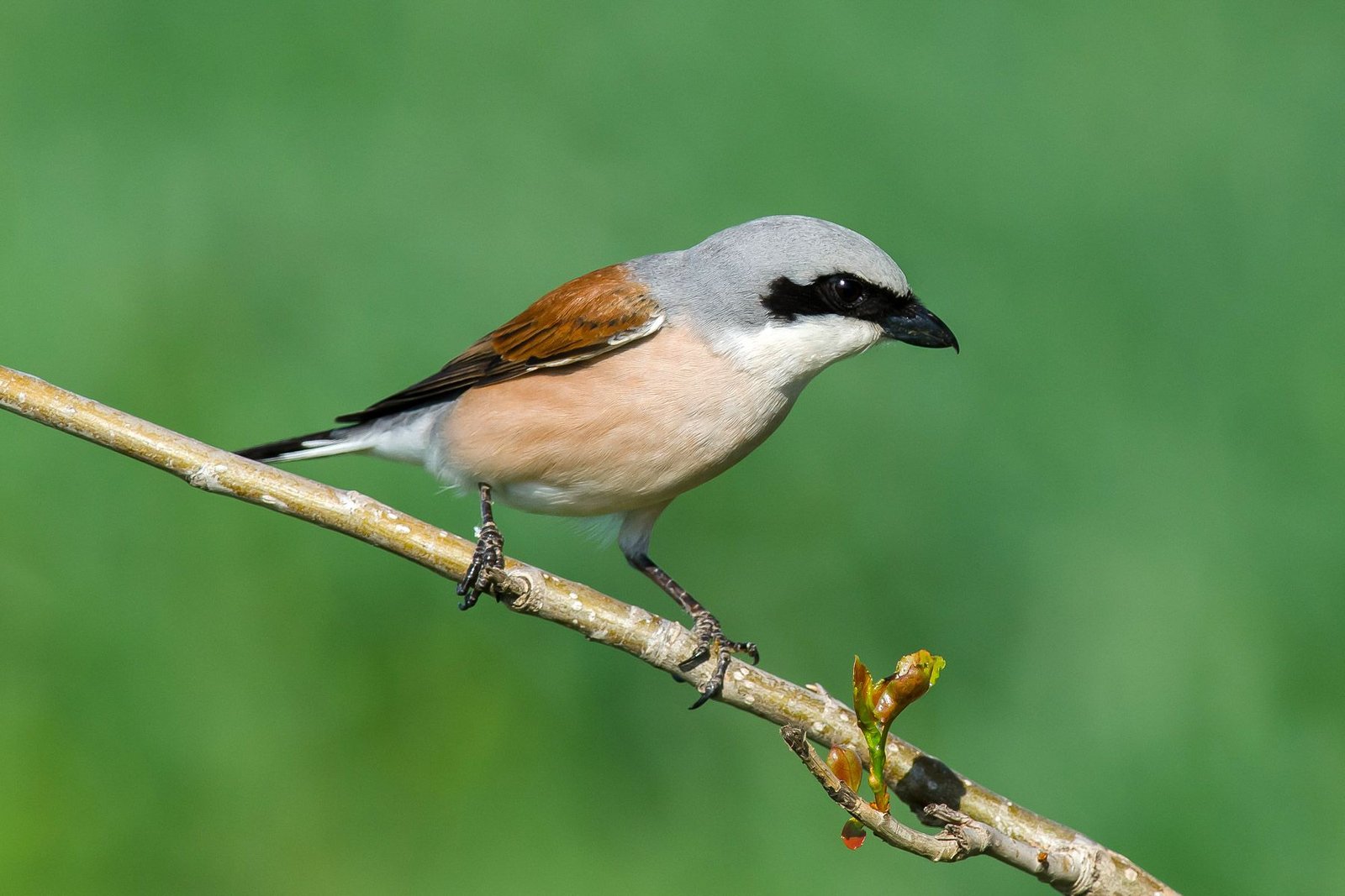 Red-backed Shrike (Lanius collurio)