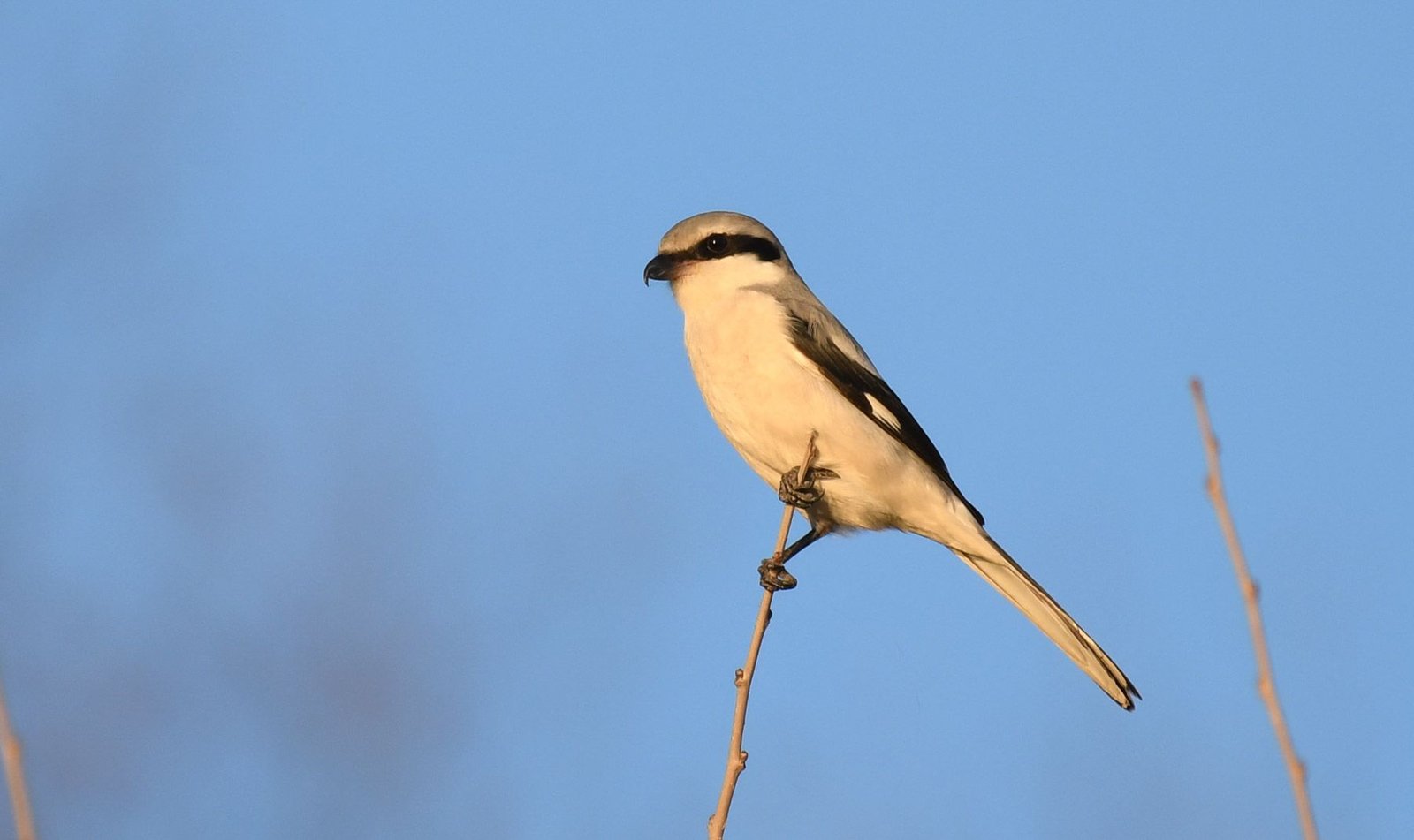 Great Grey Shrike (Lanius exubitor)