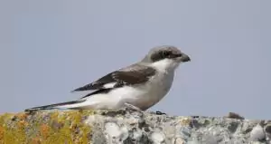 lanius minor