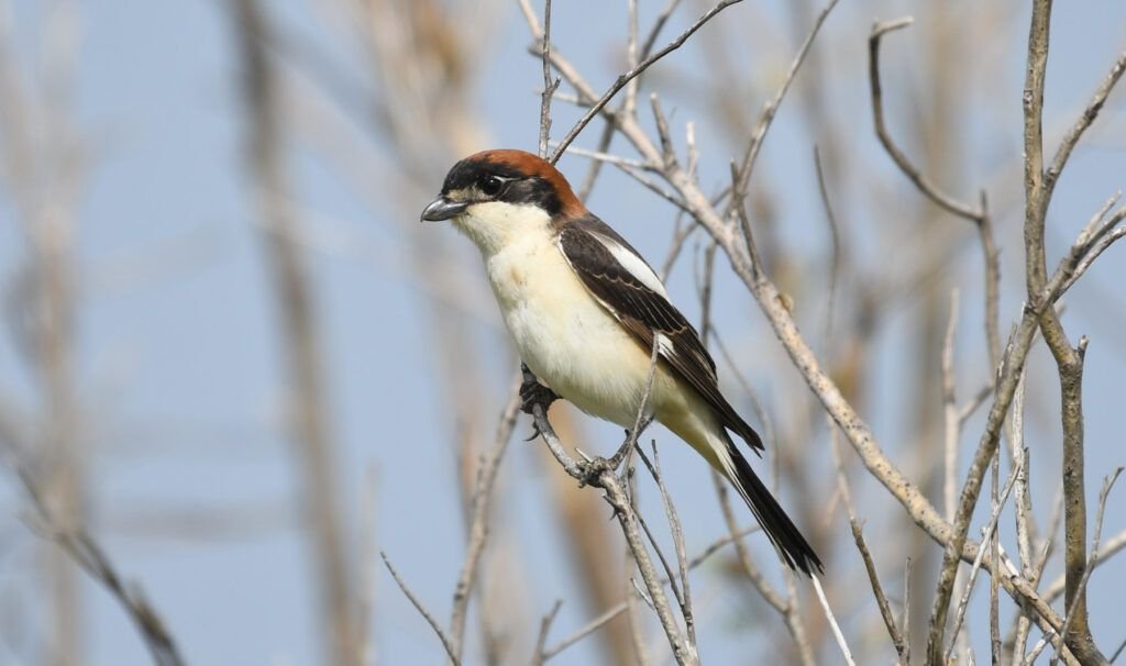 Discover The Woodchat Shrike s Habitat Migration Patterns discover-the-woodchat-shrike-s-habitat-migration-patterns