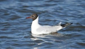 larus ridibundus