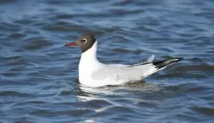 larus ridibundus