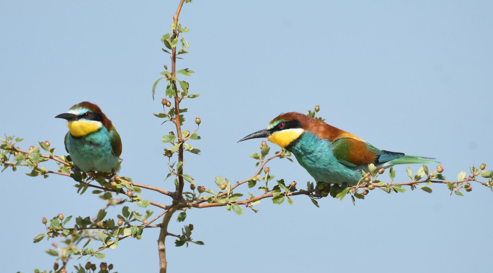 Bee eater (Merops apiaster)