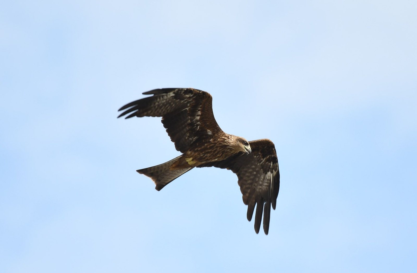 Black kite (Milvus migrans)
