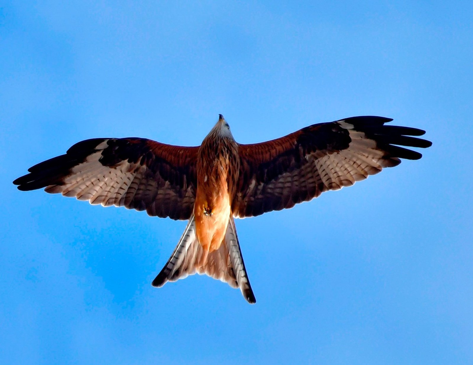 Red kite – (Milvus milvus)