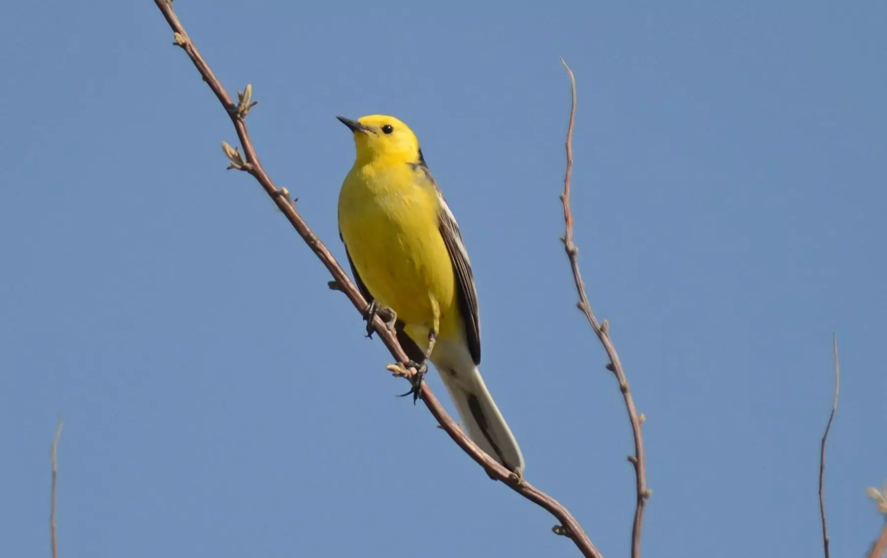 motacilla citreola