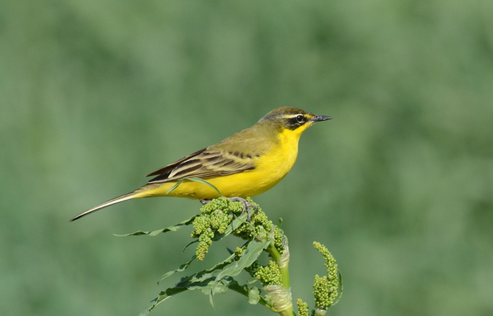 Yellow wagtail – Motacilla flava