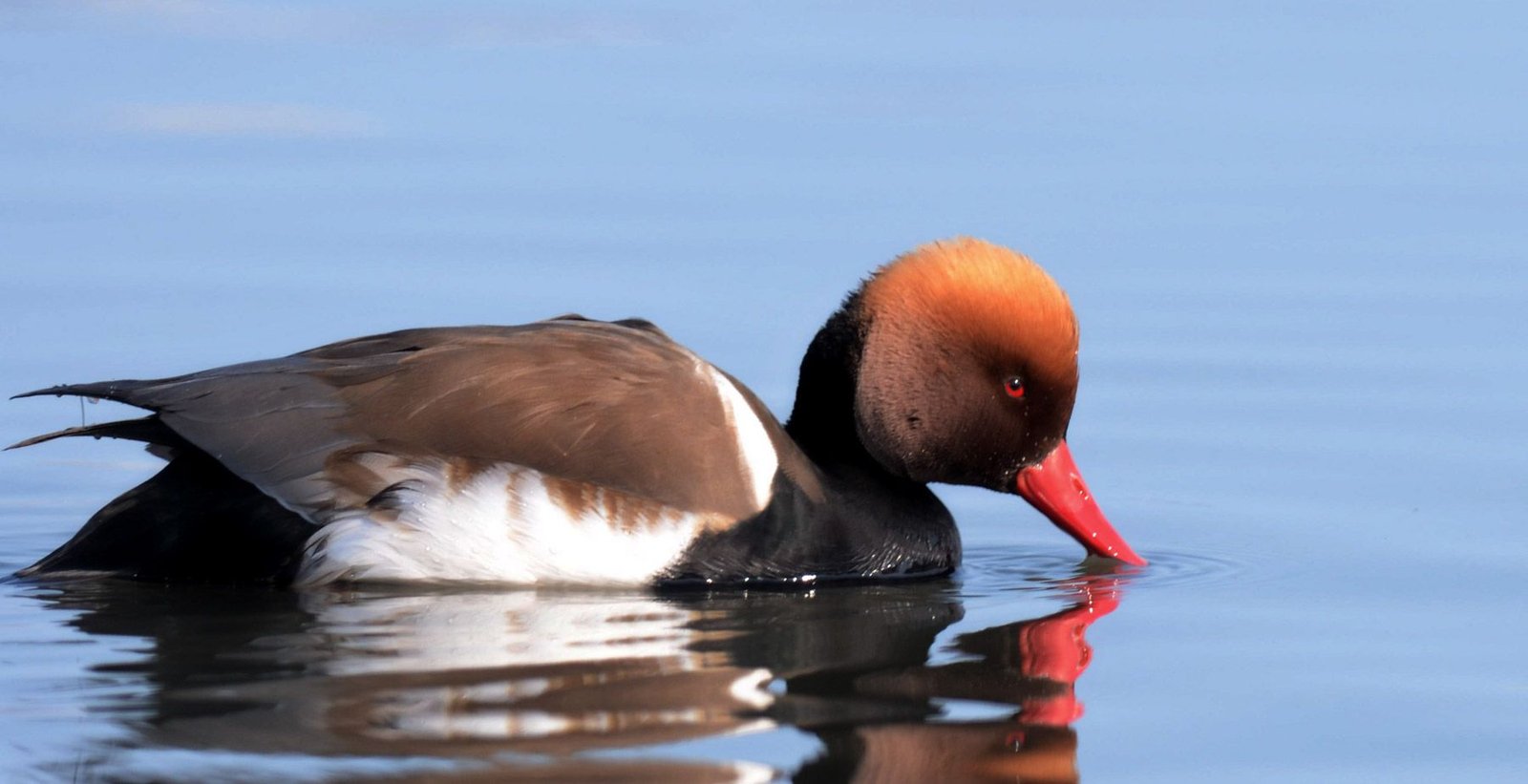 Red-crested Pochard (Netta rufina)