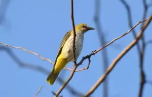 oriolus oriolus