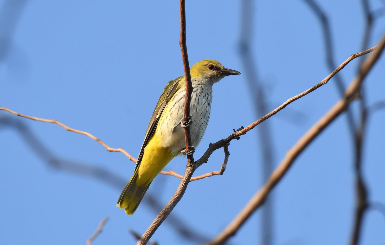 Eurasian Golden Oriole (Oriolus oriolus)
