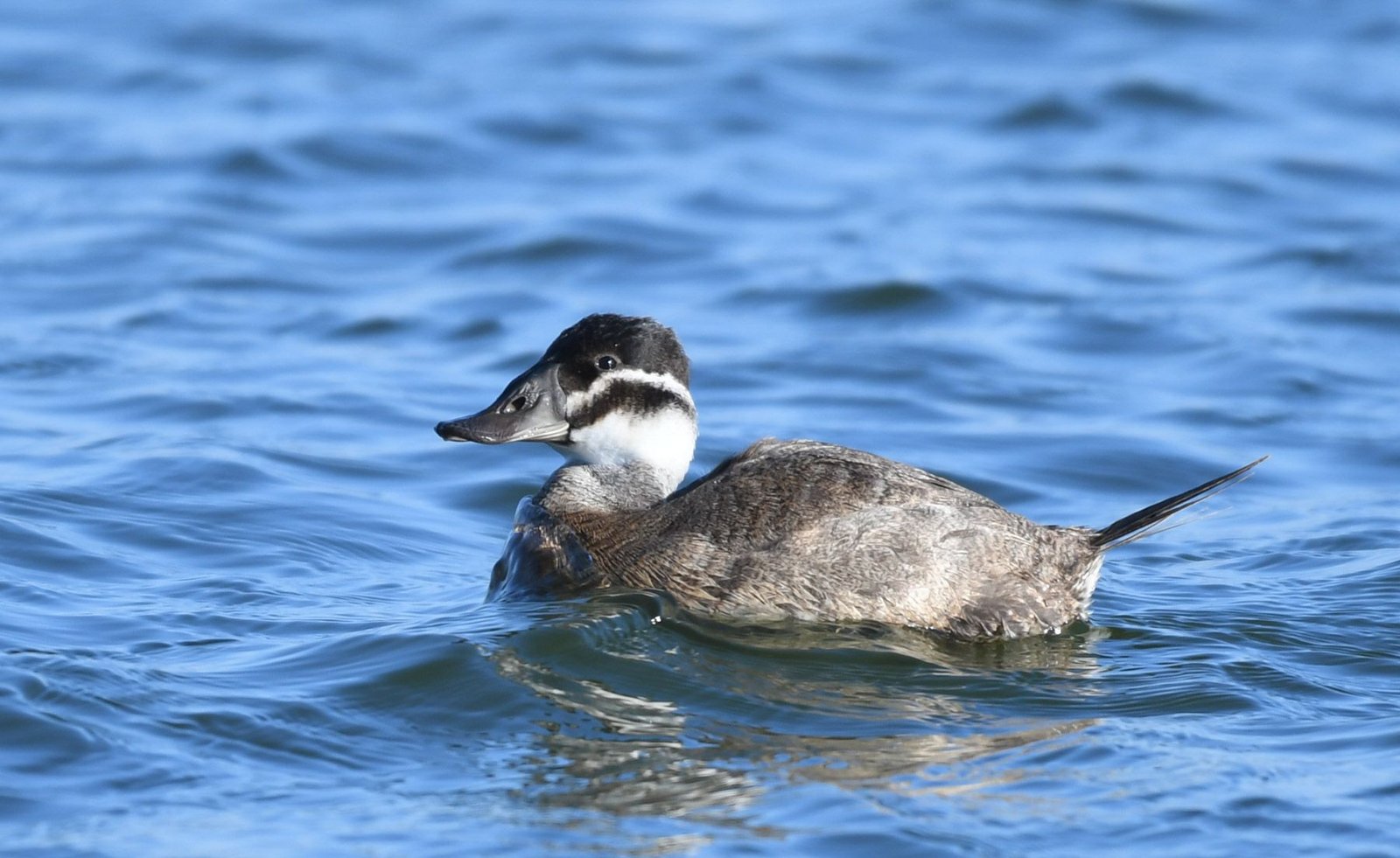 White-headed duck (Oxyura leucocephala)