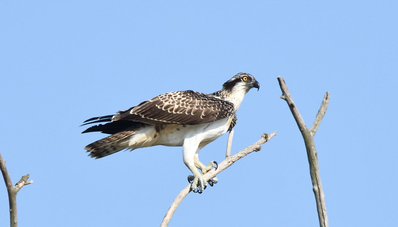Osprey (Pandion haliaetus)