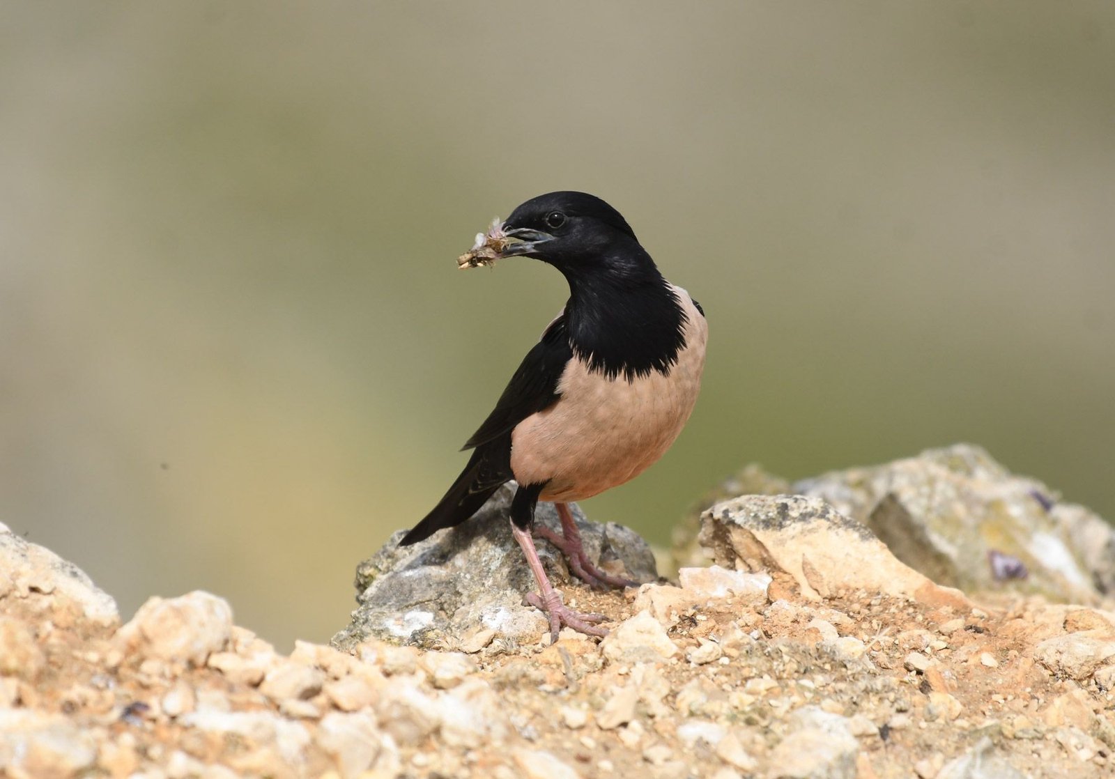 Rosy Starling ( Pastor roseus)