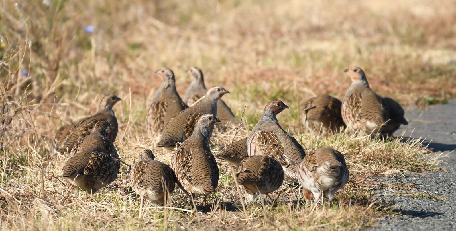 Grey Partridge (Perdix perdix)