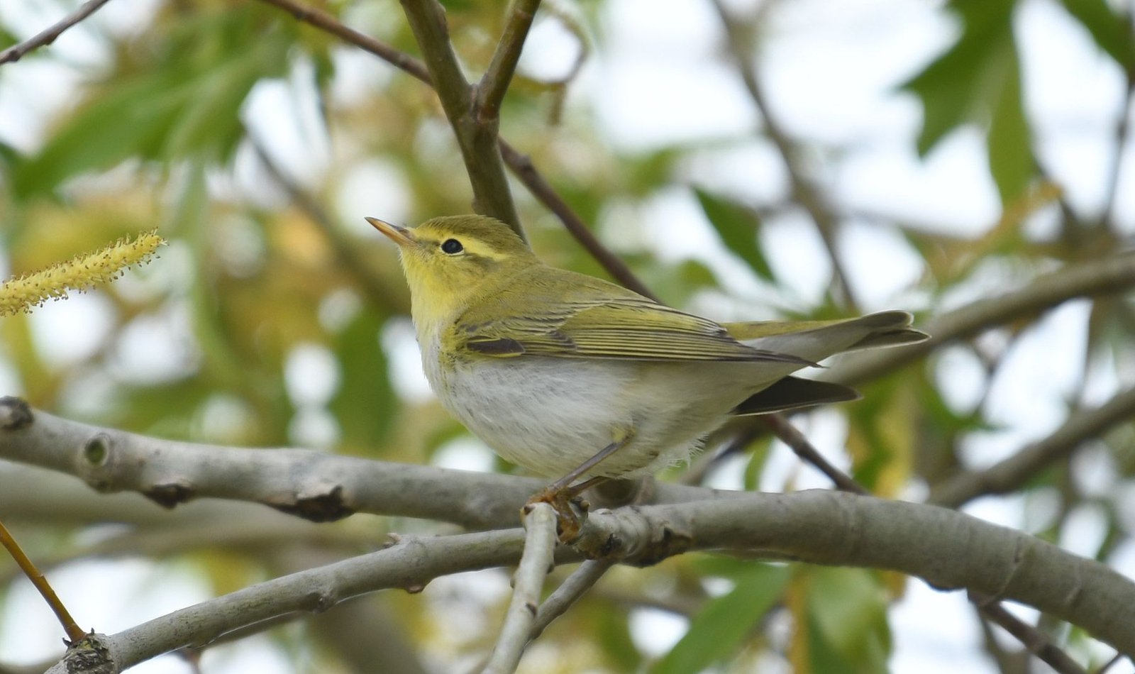 Wood warbler (Phylloscopus sibilatrix)