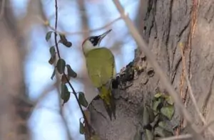 picus viridis