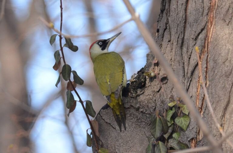 picus viridis