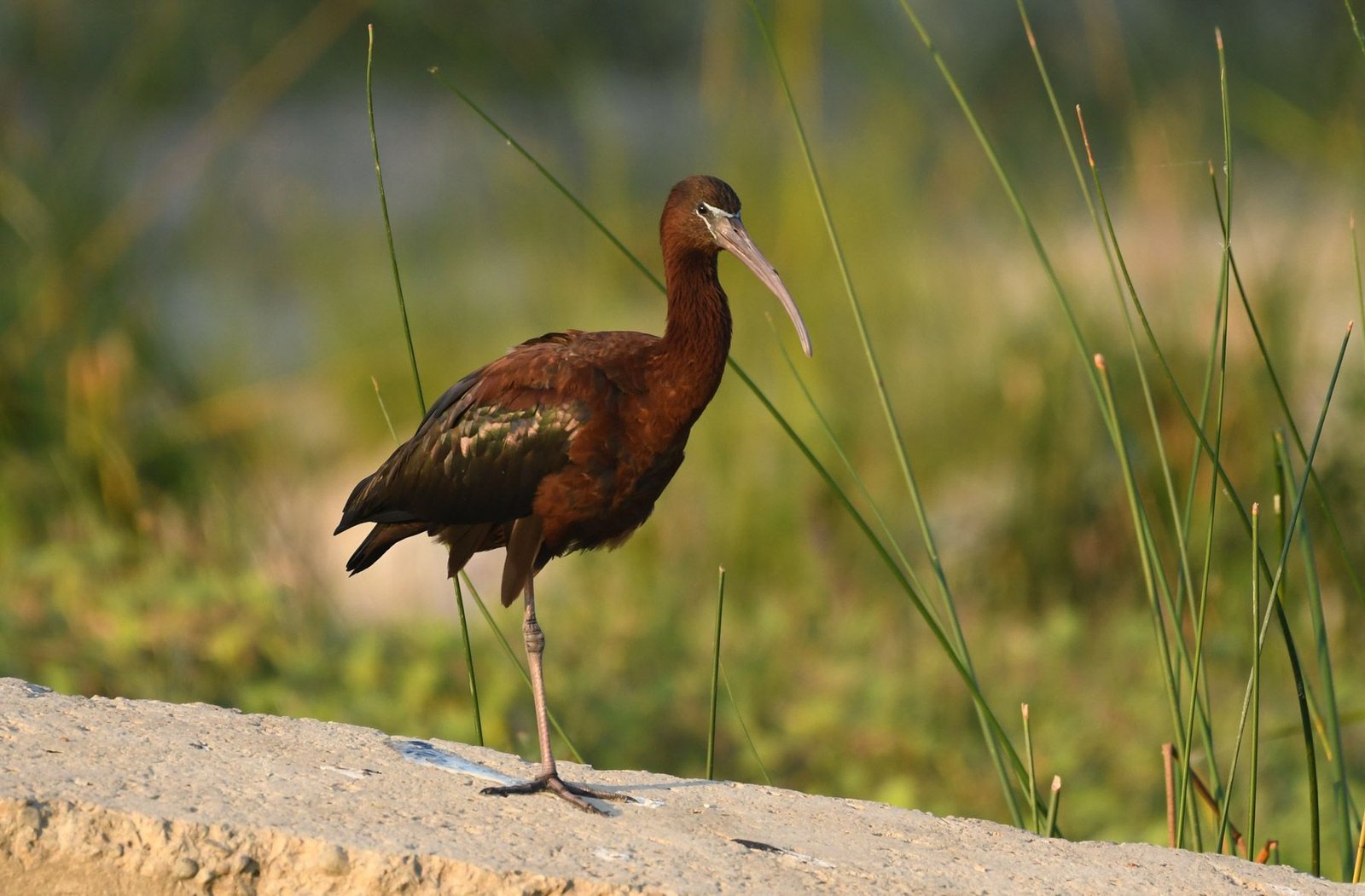 Glossy ibis (Plegadis falcinellus)