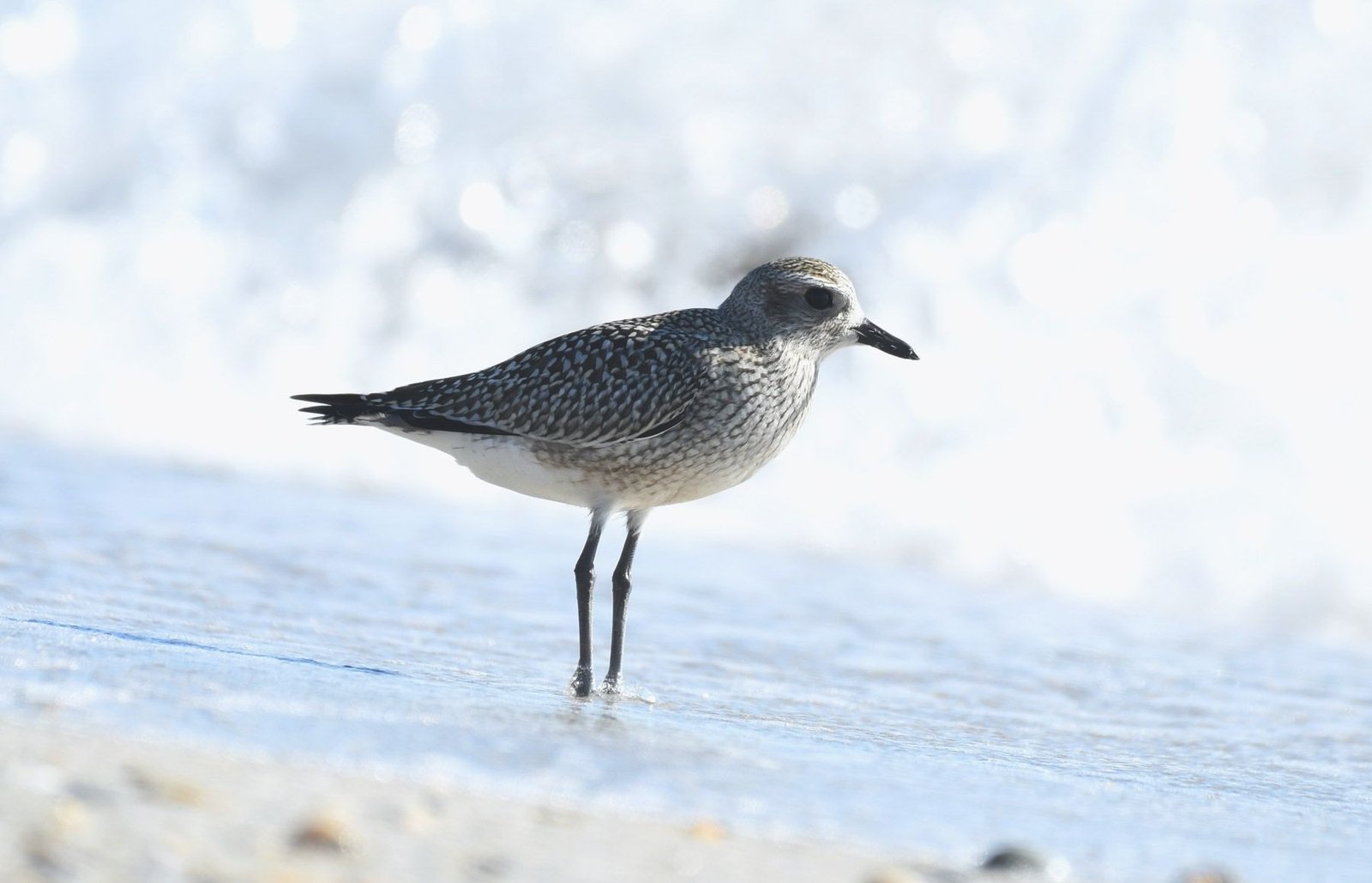Grey plover (Pluvialis squatarola)