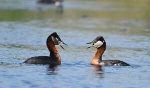 podiceps griseigena