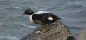 somateria mollissima