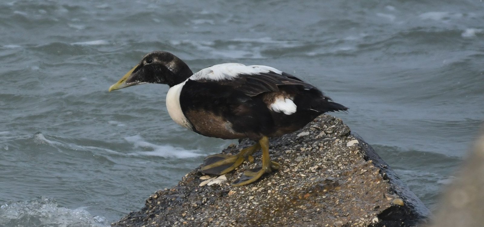 Common eider (Somateria mollissima)