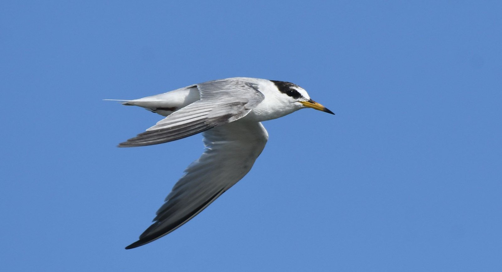 Little tern ( Sterna albifrons)