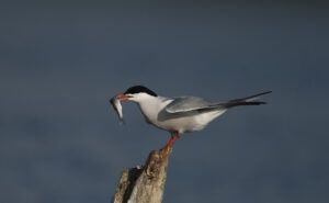 sterna hirundo