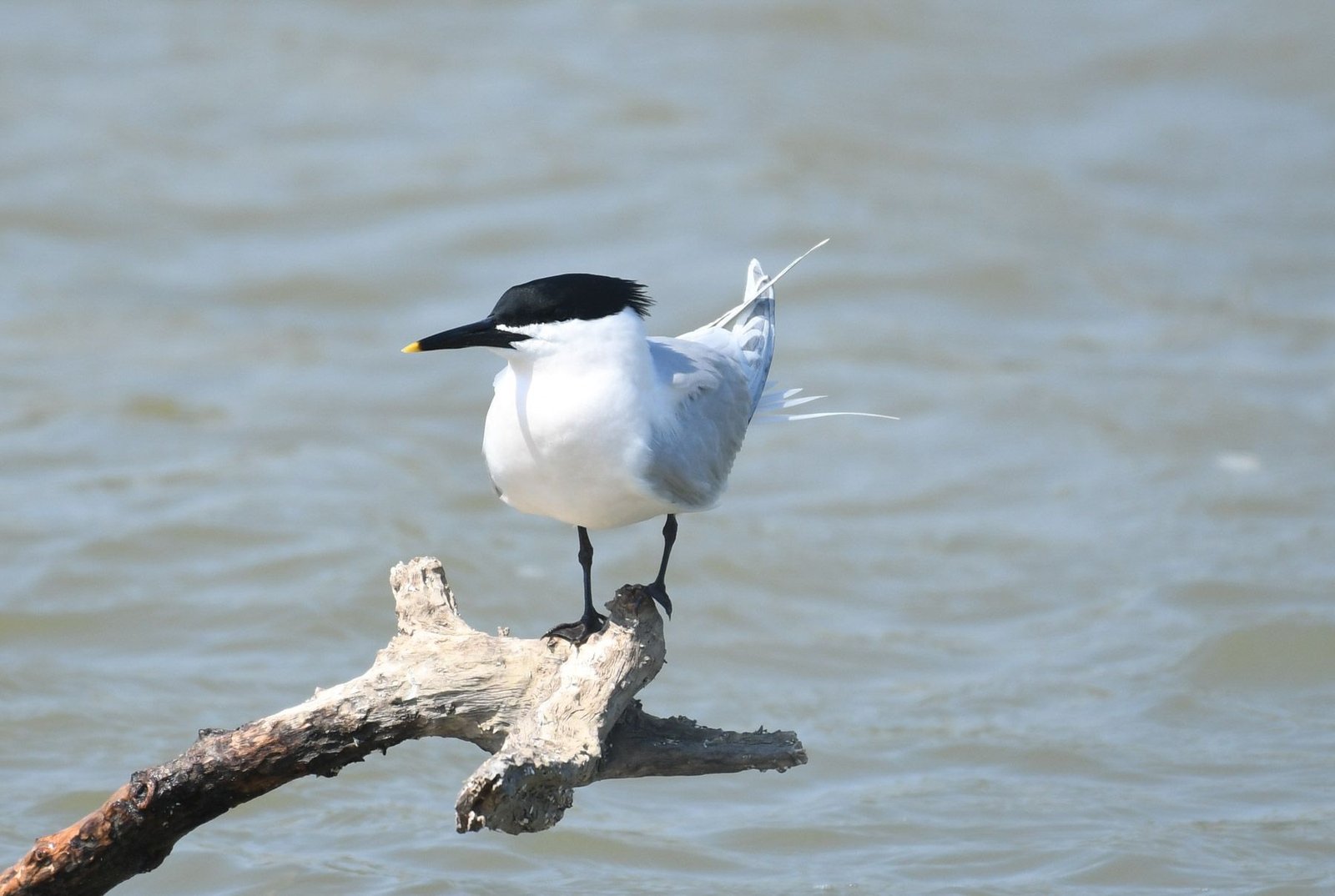 Sandwich tern  (Sterna sandvicensis)