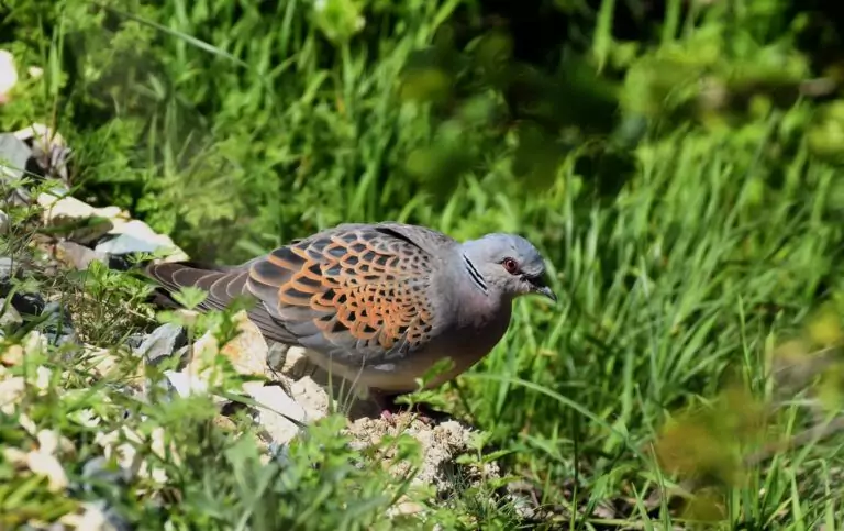 turturica