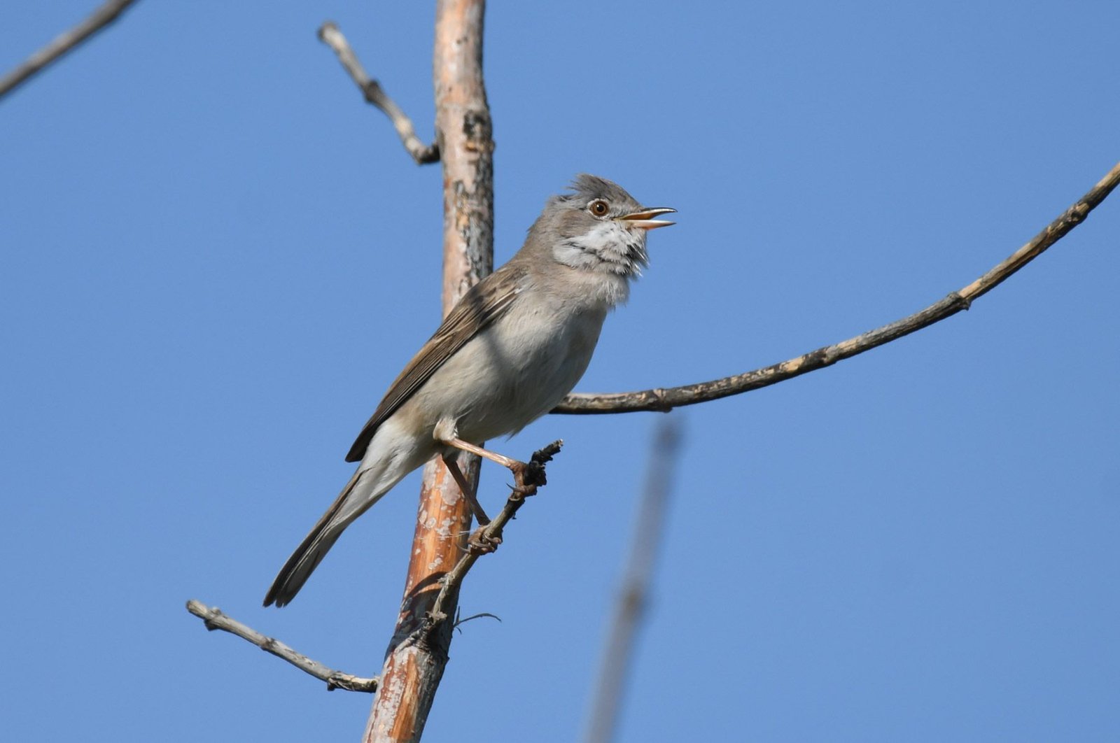 Common whitethroat (Sylvia communis)