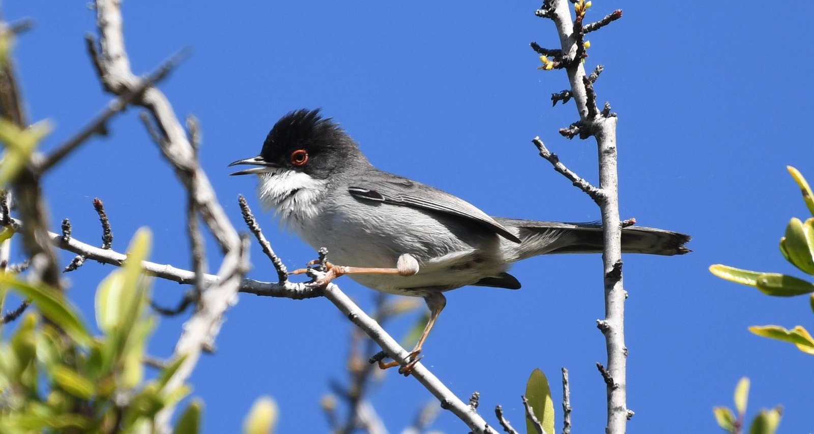 Sardinian warbler (Sylvia melanocephala)