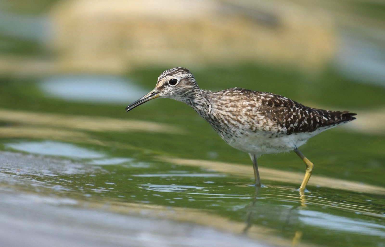 Wood Sandpiper (Tringa glareola)
