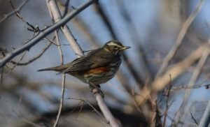 turdus iliacus