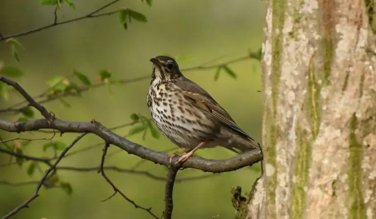turdus philomelos