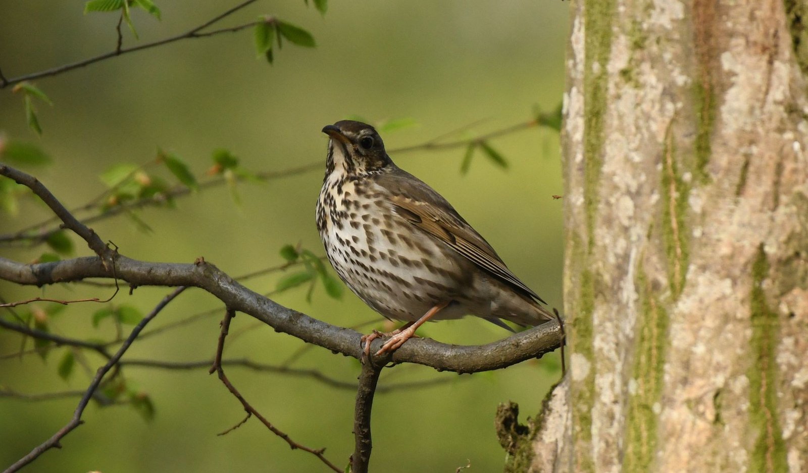 Song thrush (Turdus philomelos)