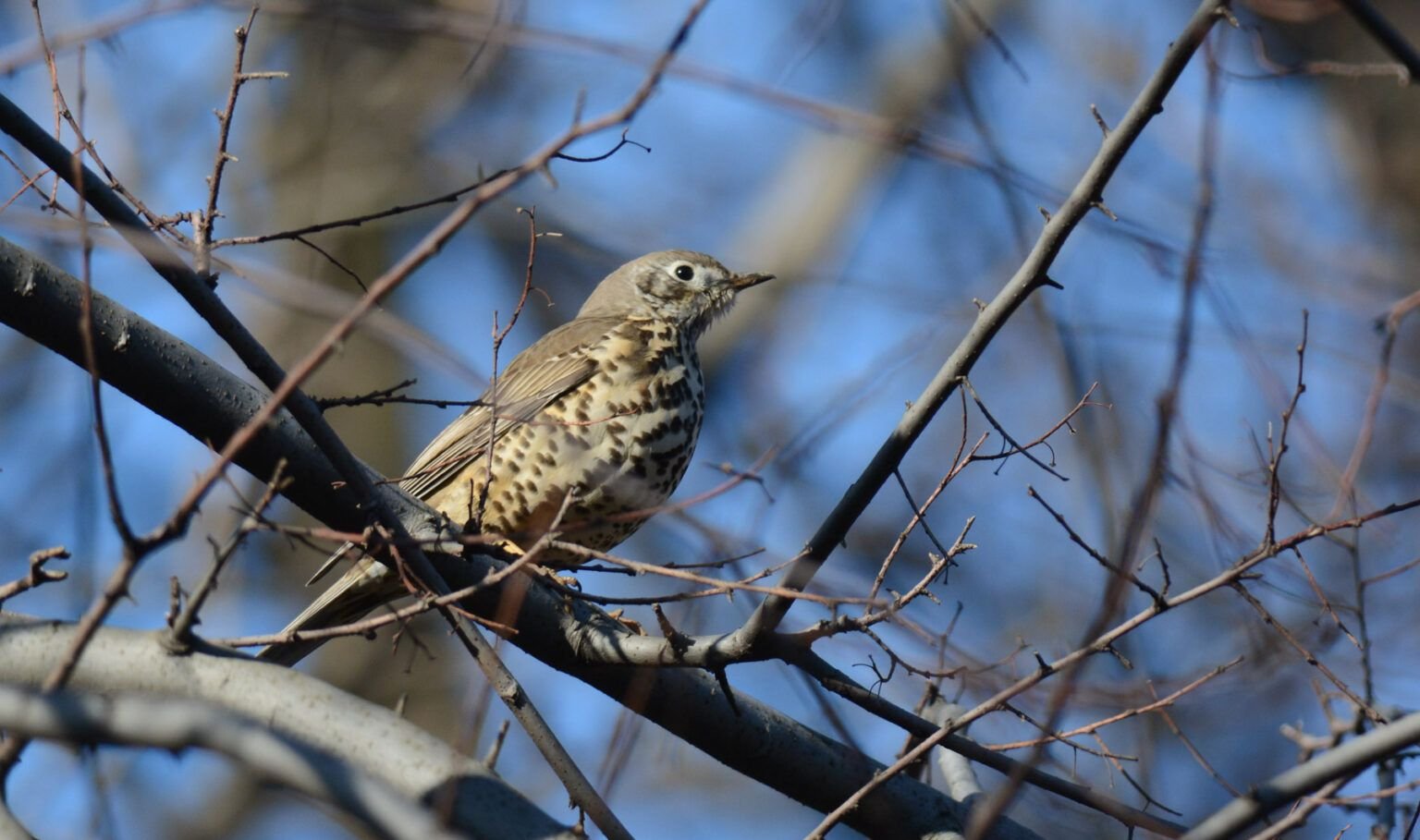 turdus viscivorus