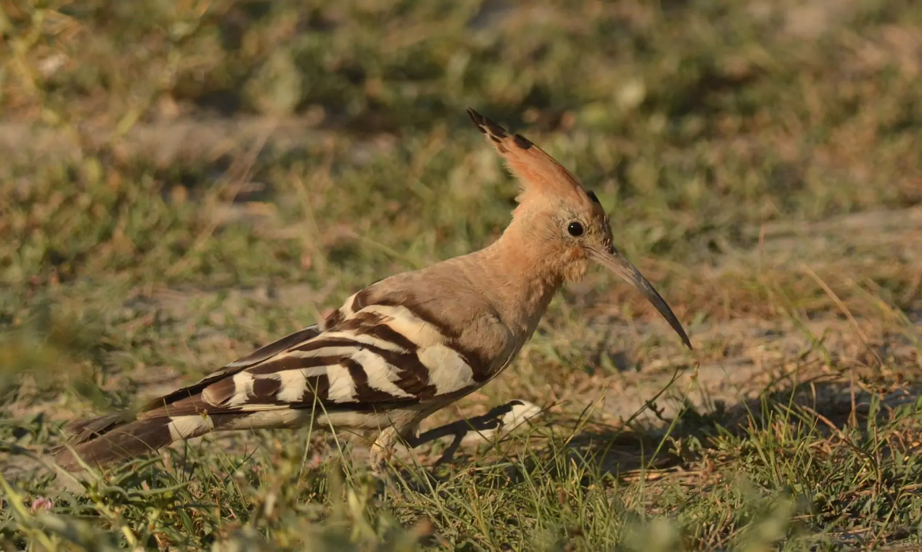 upupa epops