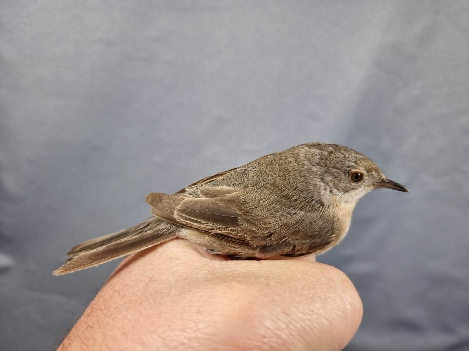 Eastern subalpine warbler – Curruca cantillans