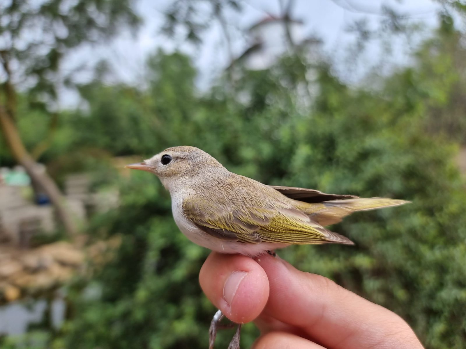 Eastern Bonelli’s warbler – Phylloscopus orientalis